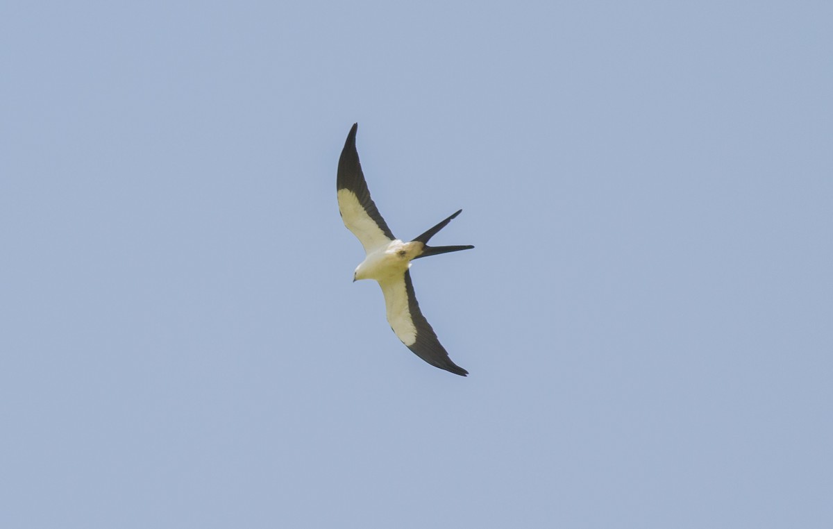 Swallow-tailed Kite - ML98870551
