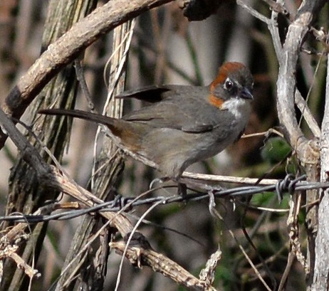Rusty-crowned Ground-Sparrow - Chris Lloyd