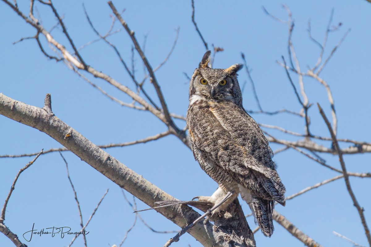 Great Horned Owl - ML98875451