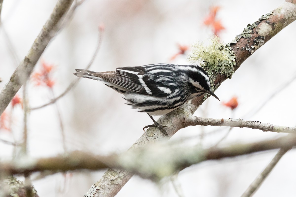 Black-and-white Warbler - ML98875891