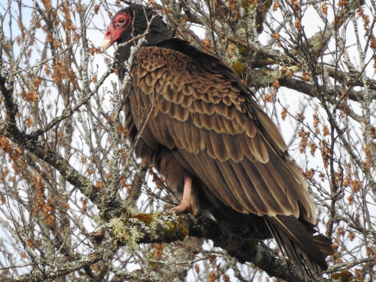 Turkey Vulture - Sean McHugh