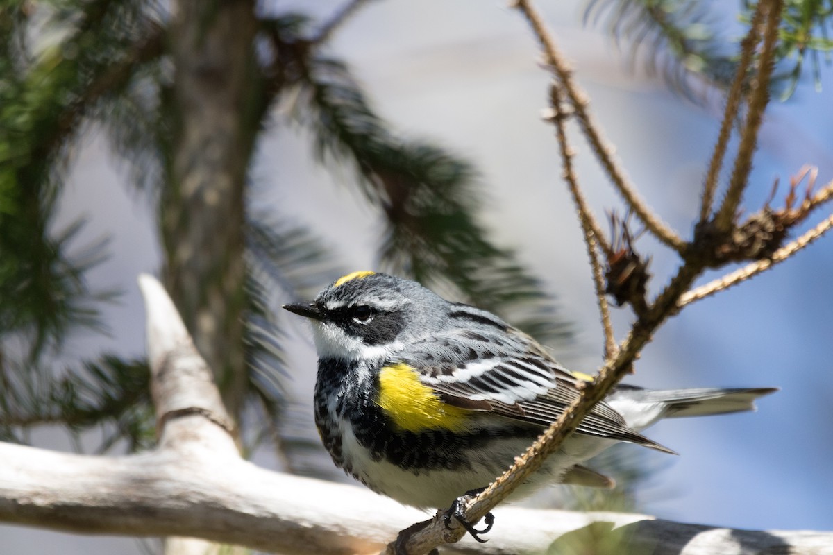 Yellow-rumped Warbler (Myrtle) - Steven McGrath