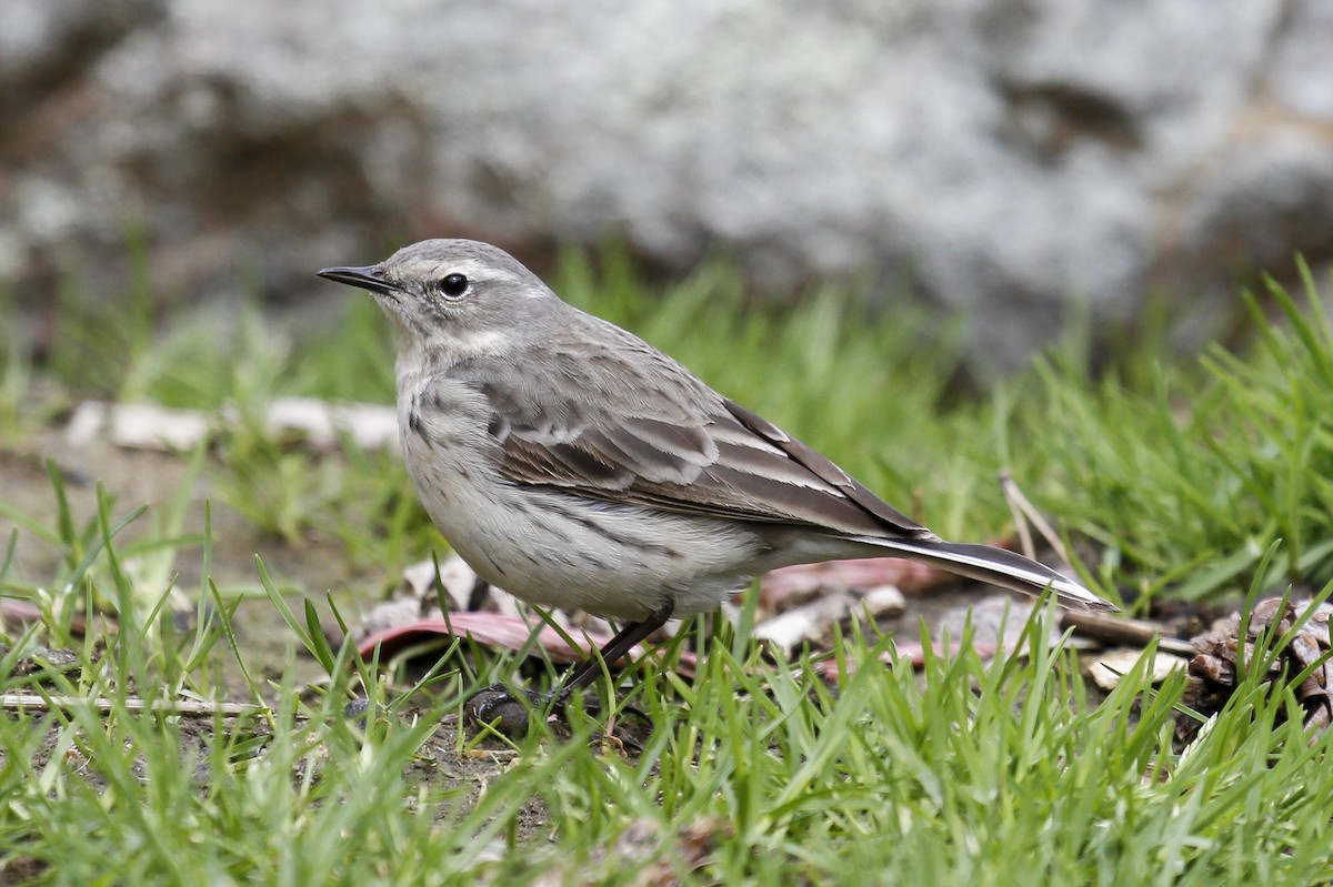 Water Pipit - ML98877641