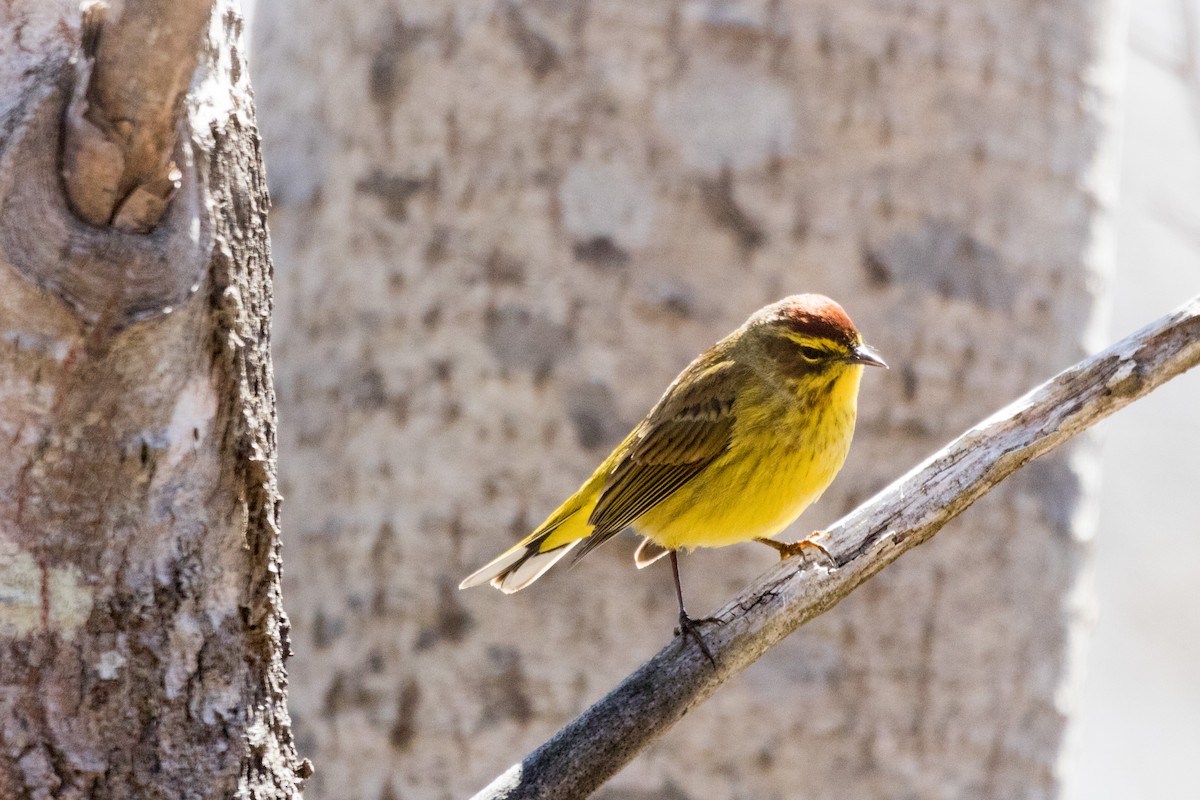 Palm Warbler (Yellow) - Steven McGrath