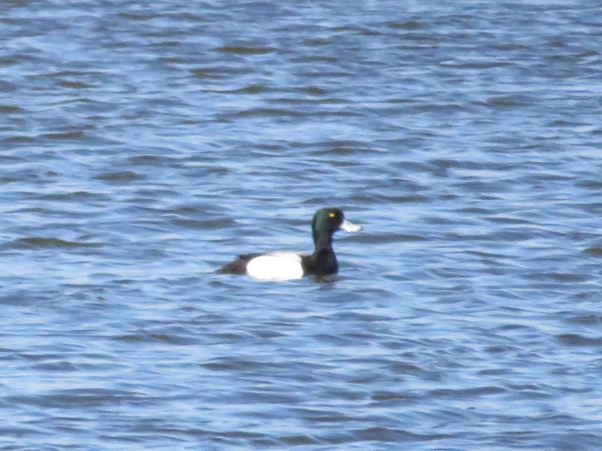 Greater Scaup - ML98878761