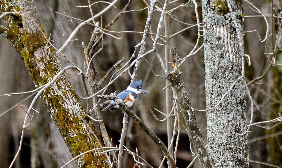 Belted Kingfisher - ML98880671
