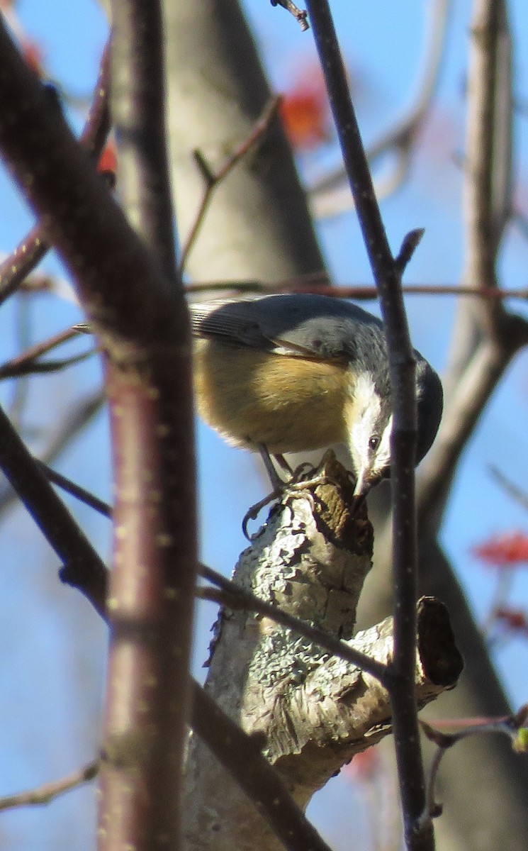 Red-breasted Nuthatch - ML98881721