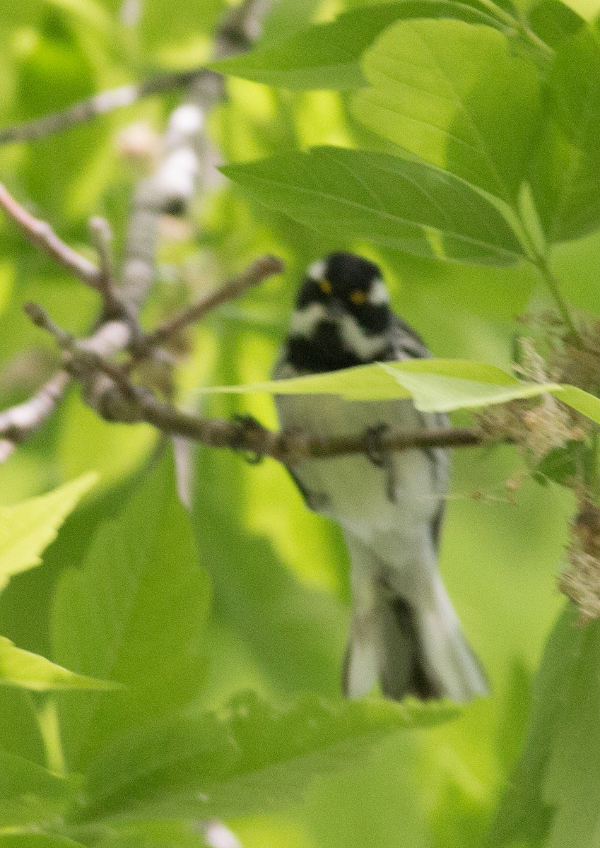 Black-throated Gray Warbler - Cameron Cox