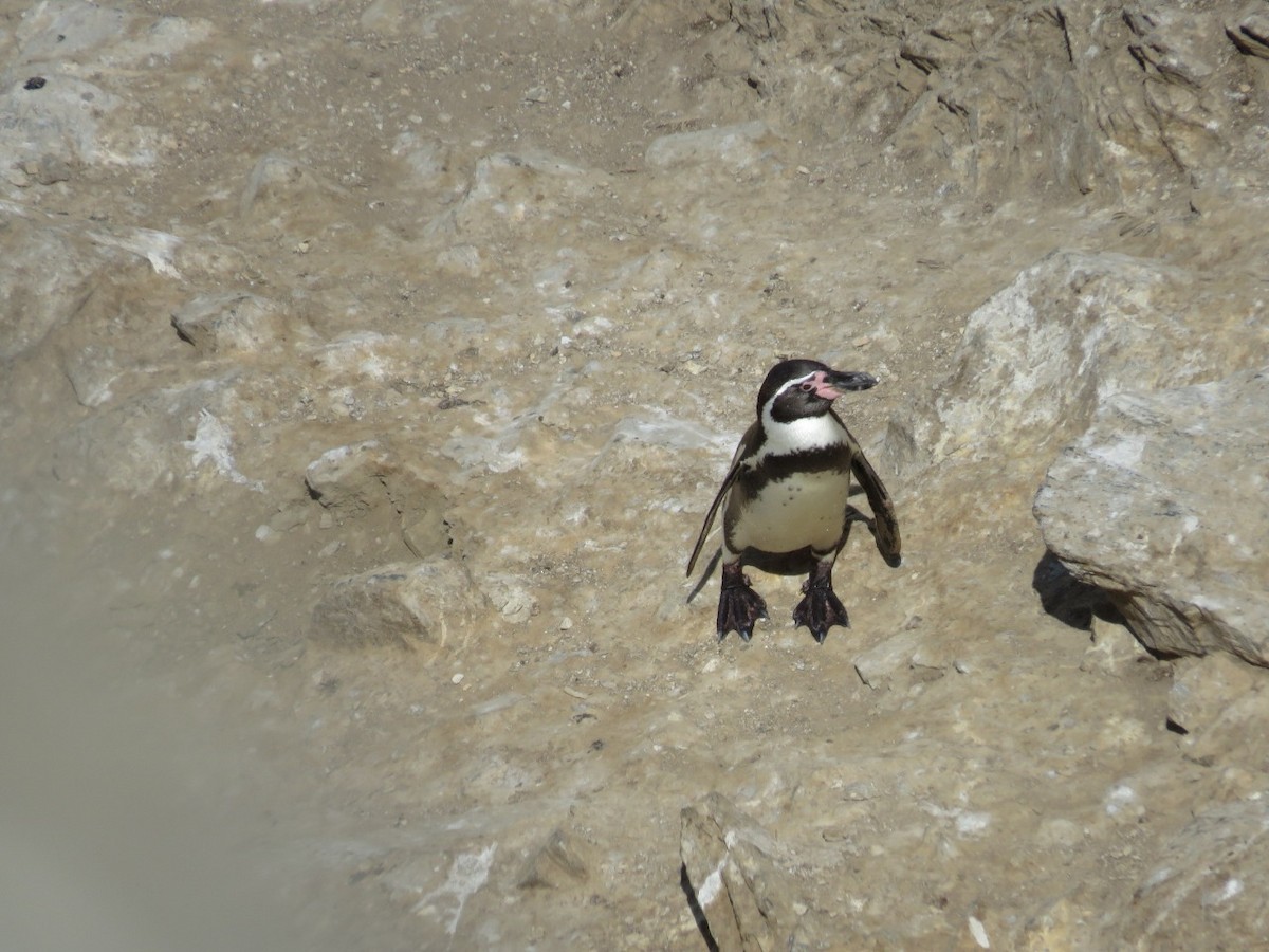 Humboldt Penguin - SERFOR PIURA