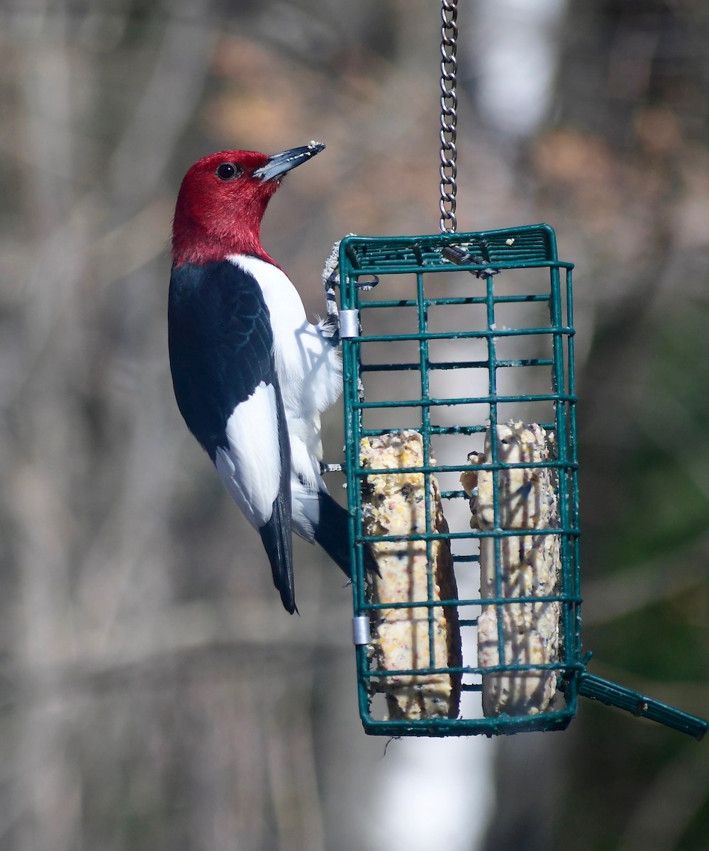 Red-headed Woodpecker - Moira Maus