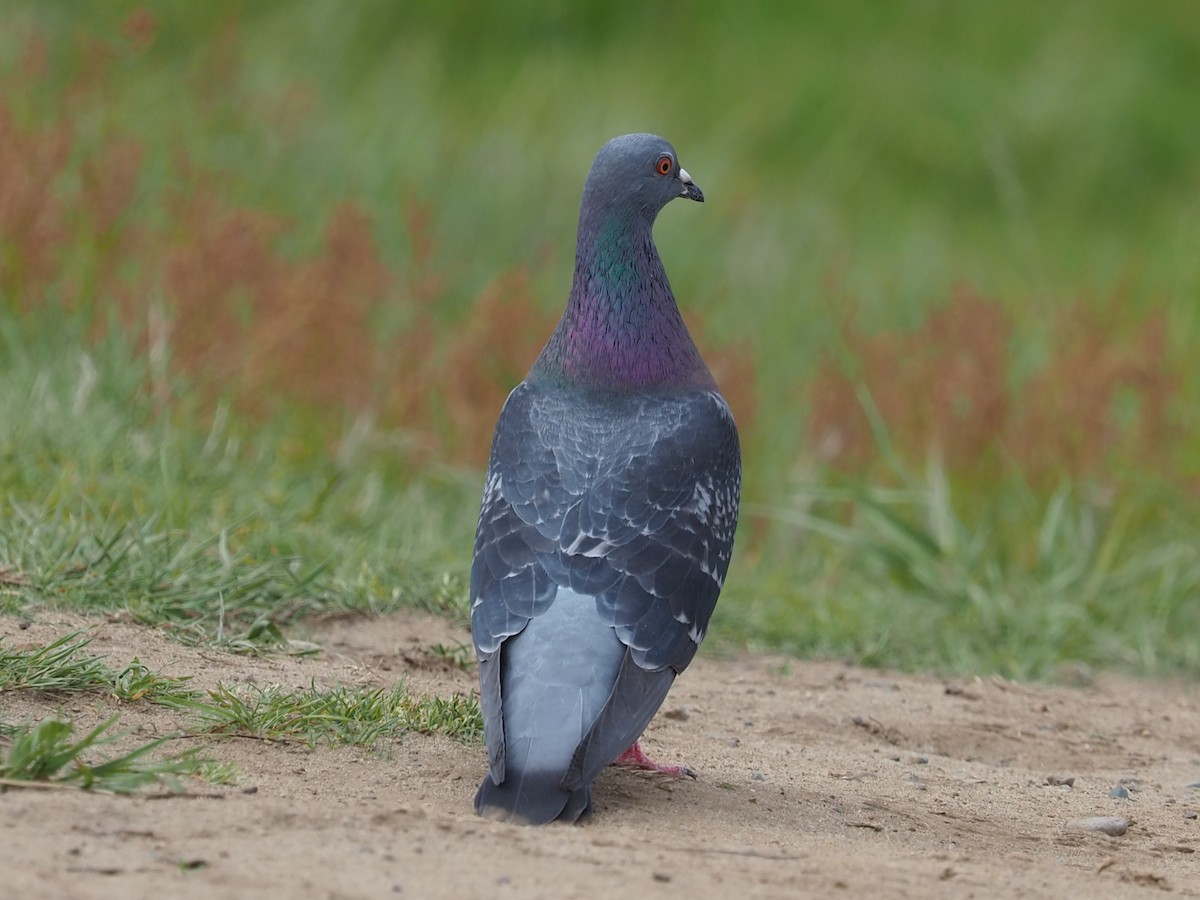 Rock Pigeon (Feral Pigeon) - Timothy Garland