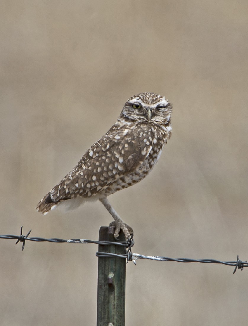 Burrowing Owl - ML98890751