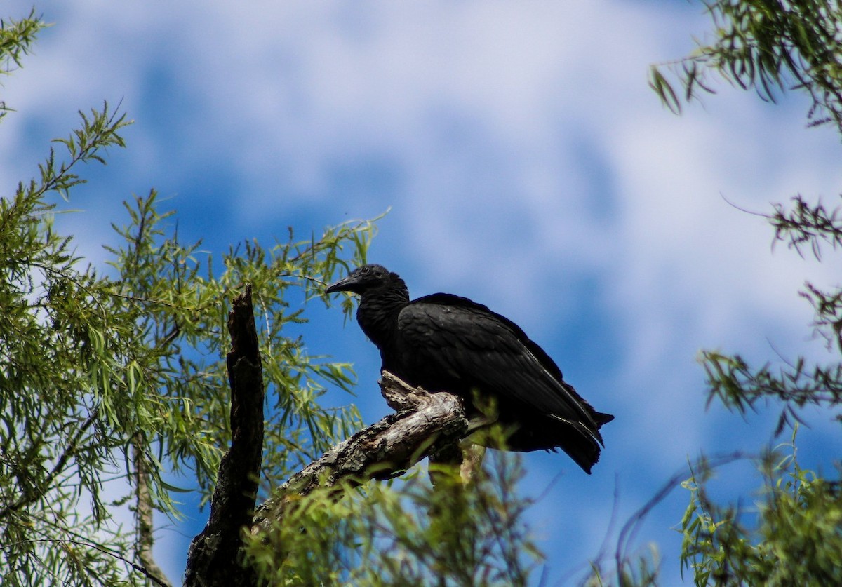Black Vulture - Mariela Elena Pereyra Villar