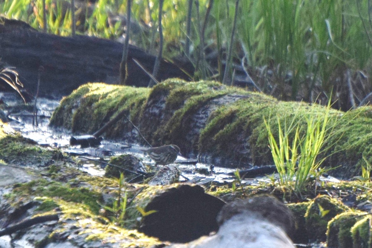 Northern Waterthrush - irina shulgina