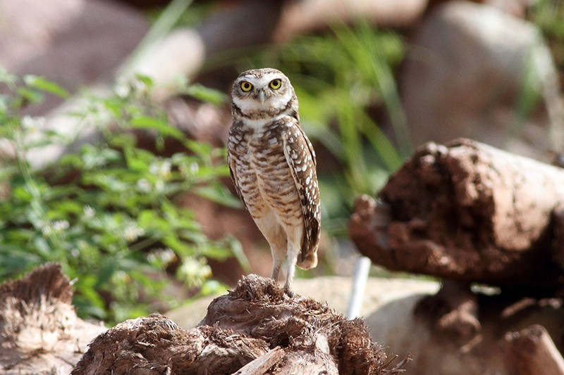 Burrowing Owl - Matias Juhant