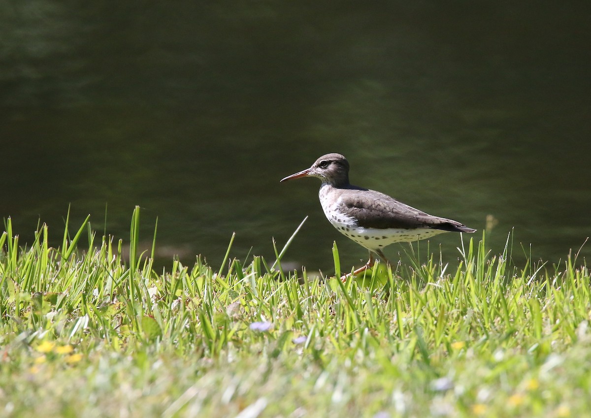 Spotted Sandpiper - William Kidwell