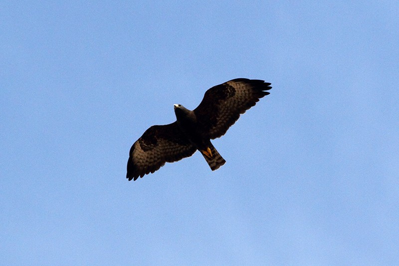 Short-tailed Hawk - Matias Juhant