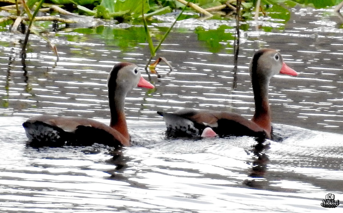 Black-bellied Whistling-Duck - Nick Bolanos