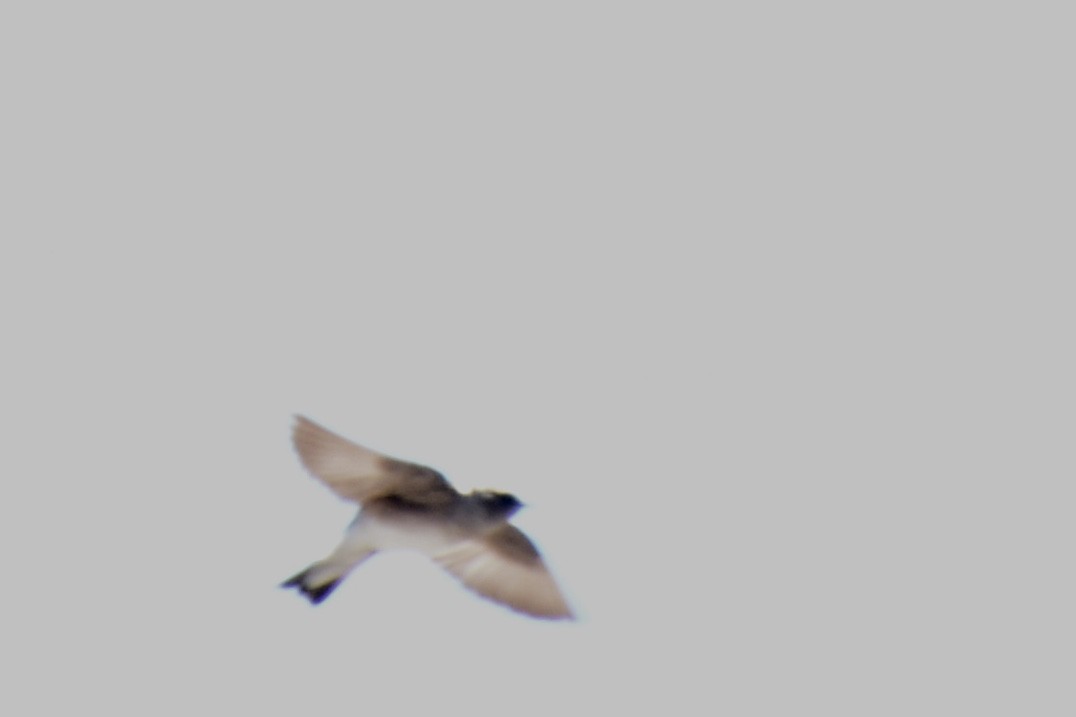 Northern Rough-winged Swallow - Monica Siebert