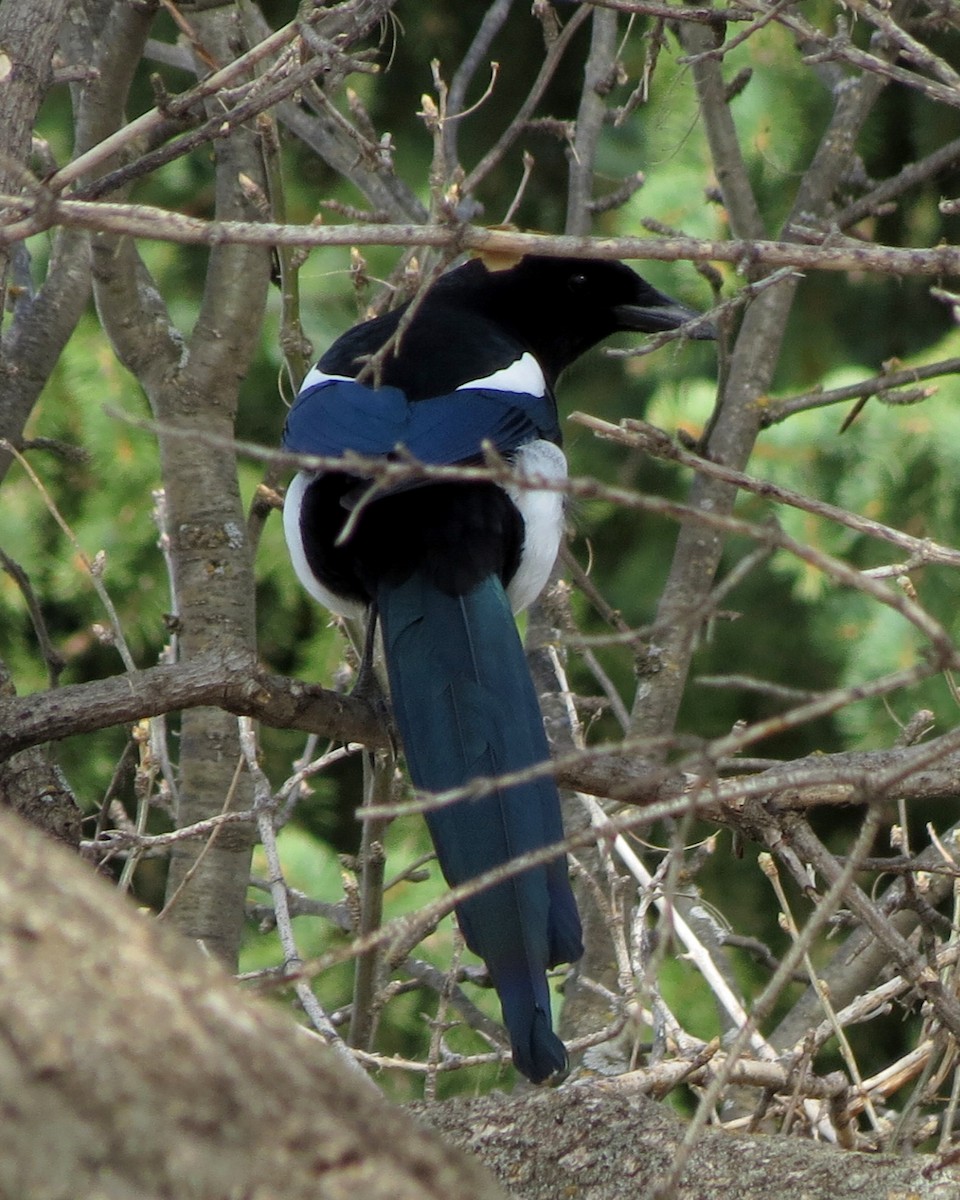 Black-billed Magpie - Fran Kerbs