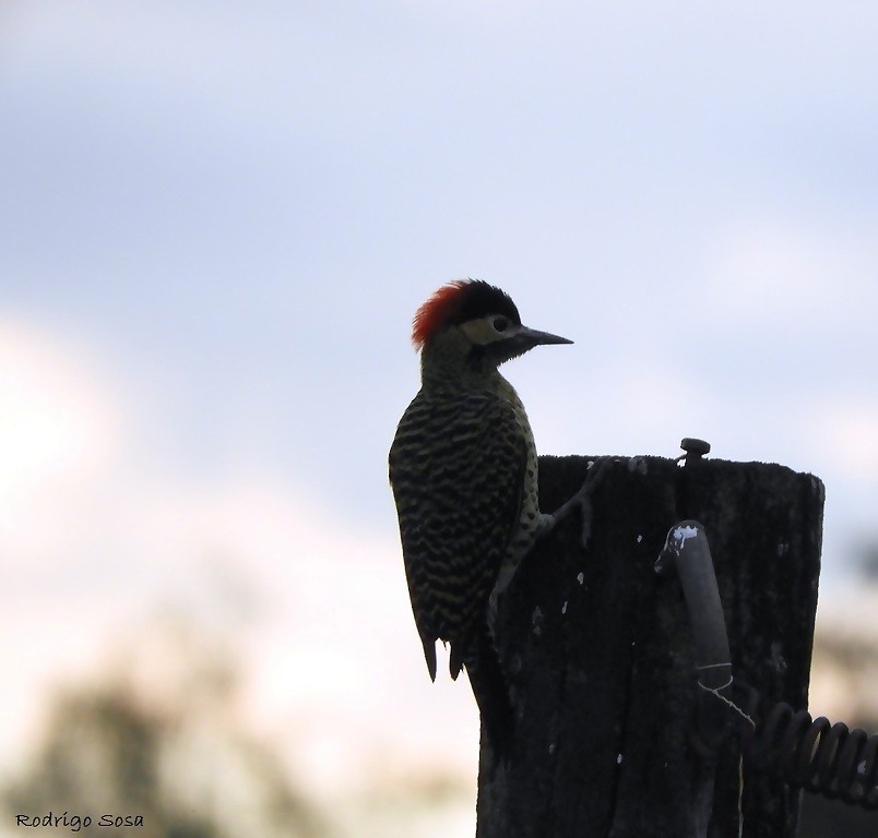 Green-barred Woodpecker - ML98907091