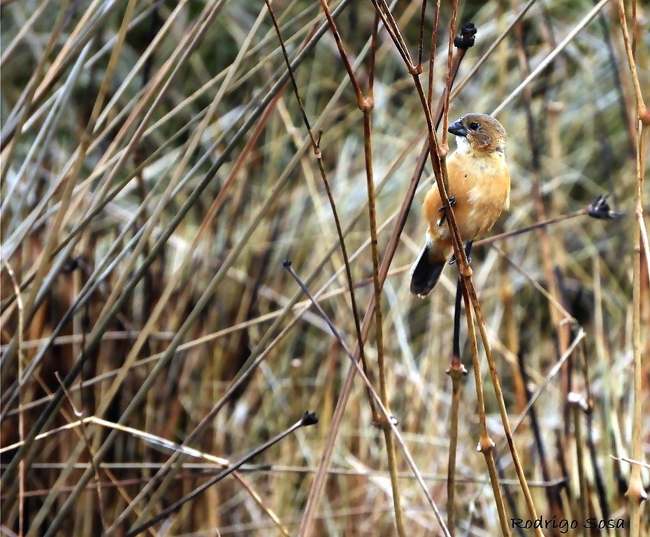 Rusty-collared Seedeater - ML98907841