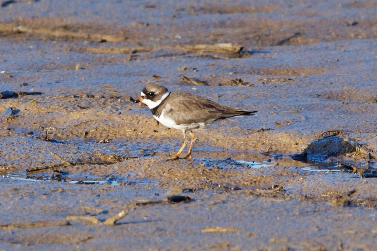 Semipalmated Plover - Hal Mitchell