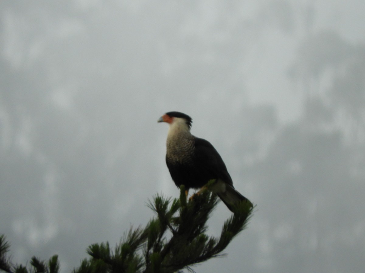 Crested Caracara (Northern) - Willian  Defas