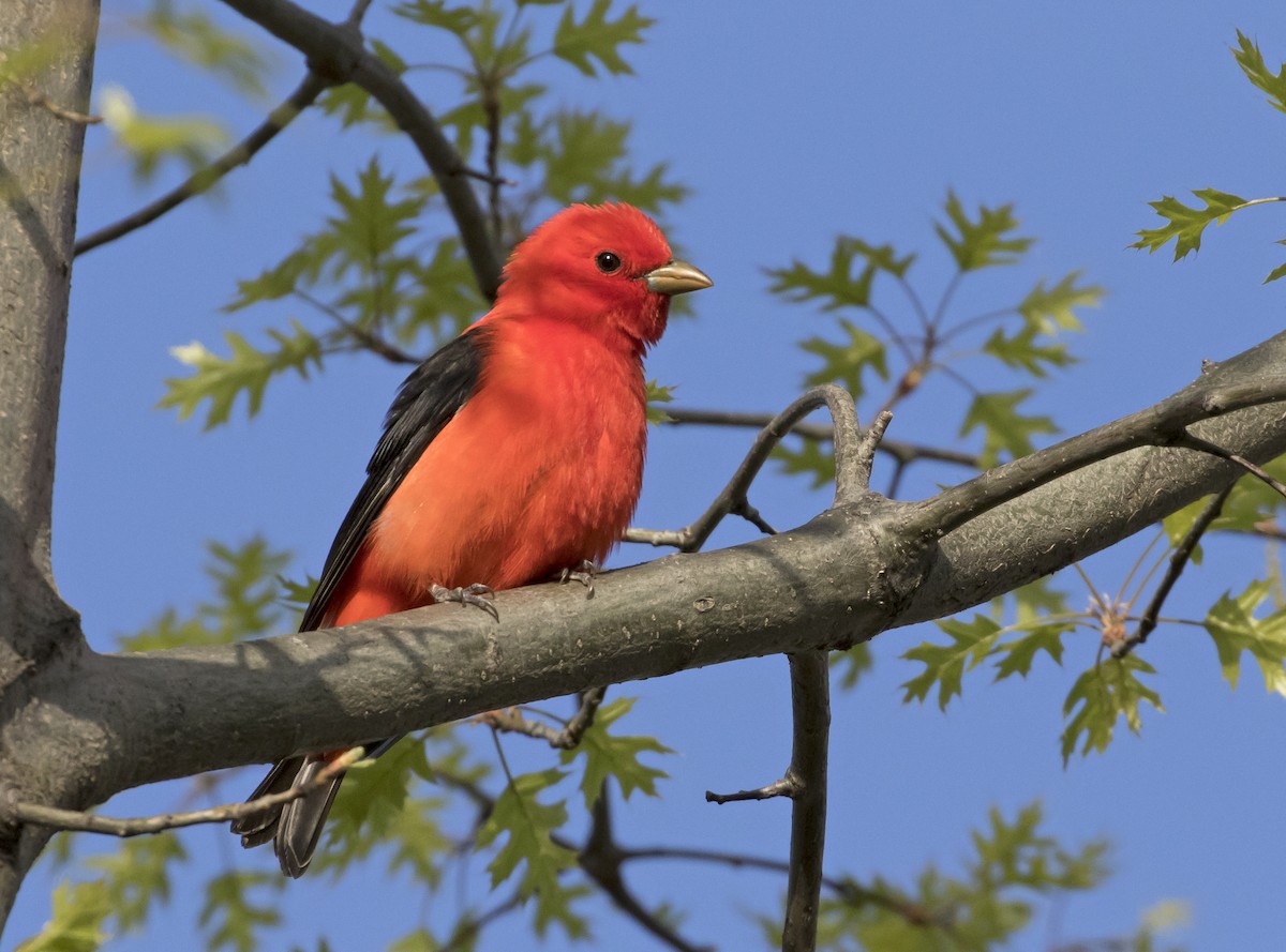 Scarlet Tanager - Heather Wolf