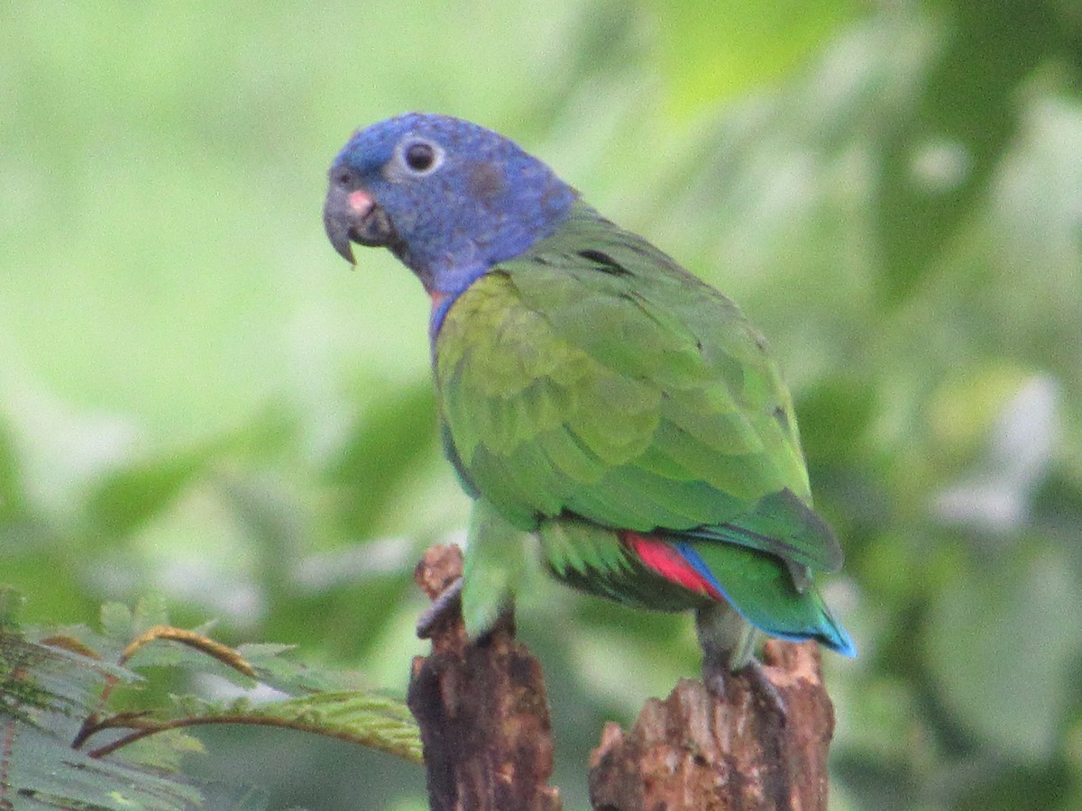 Blue-headed Parrot - ML98912451