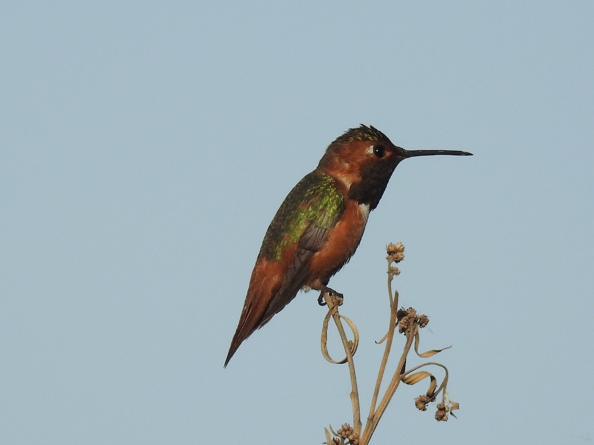 Allen's Hummingbird - Kimball Garrett