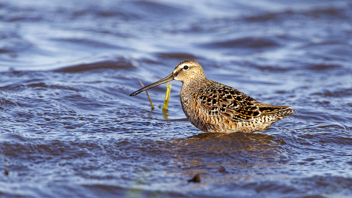 Long-billed Dowitcher - ML98920731