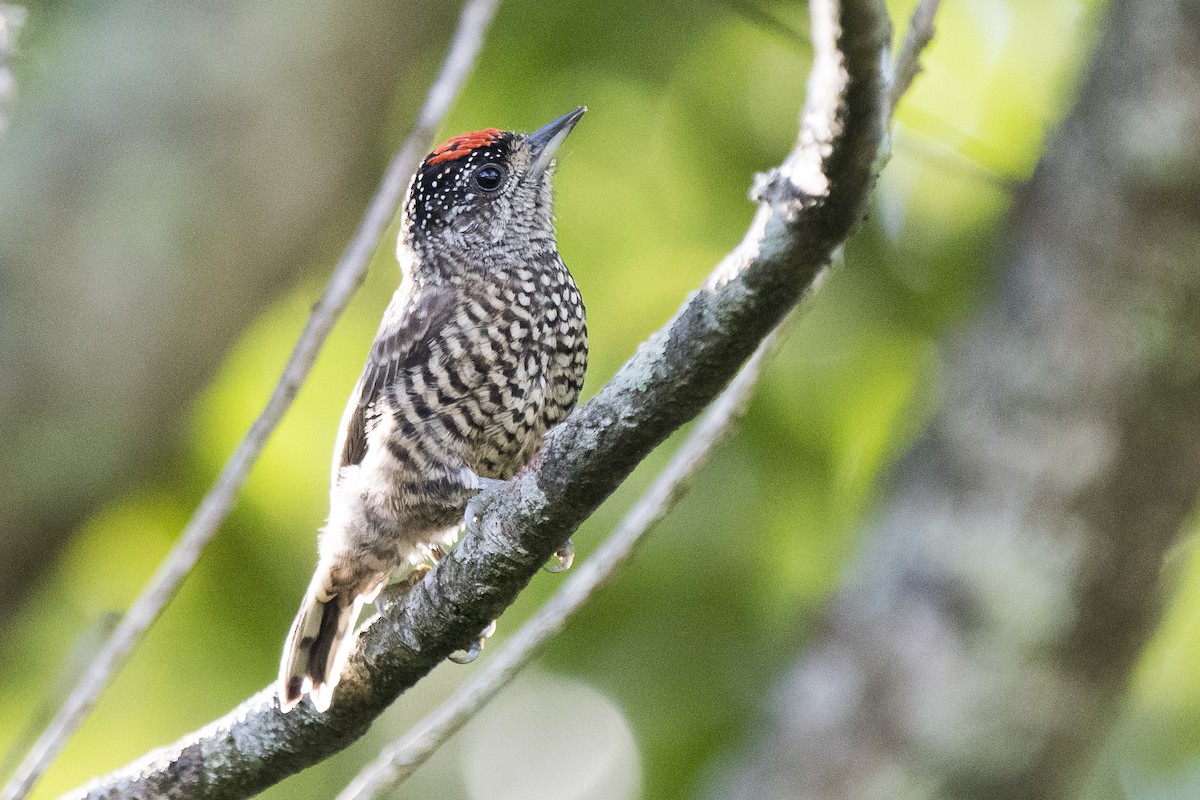 new world piculet sp. - ML98920801