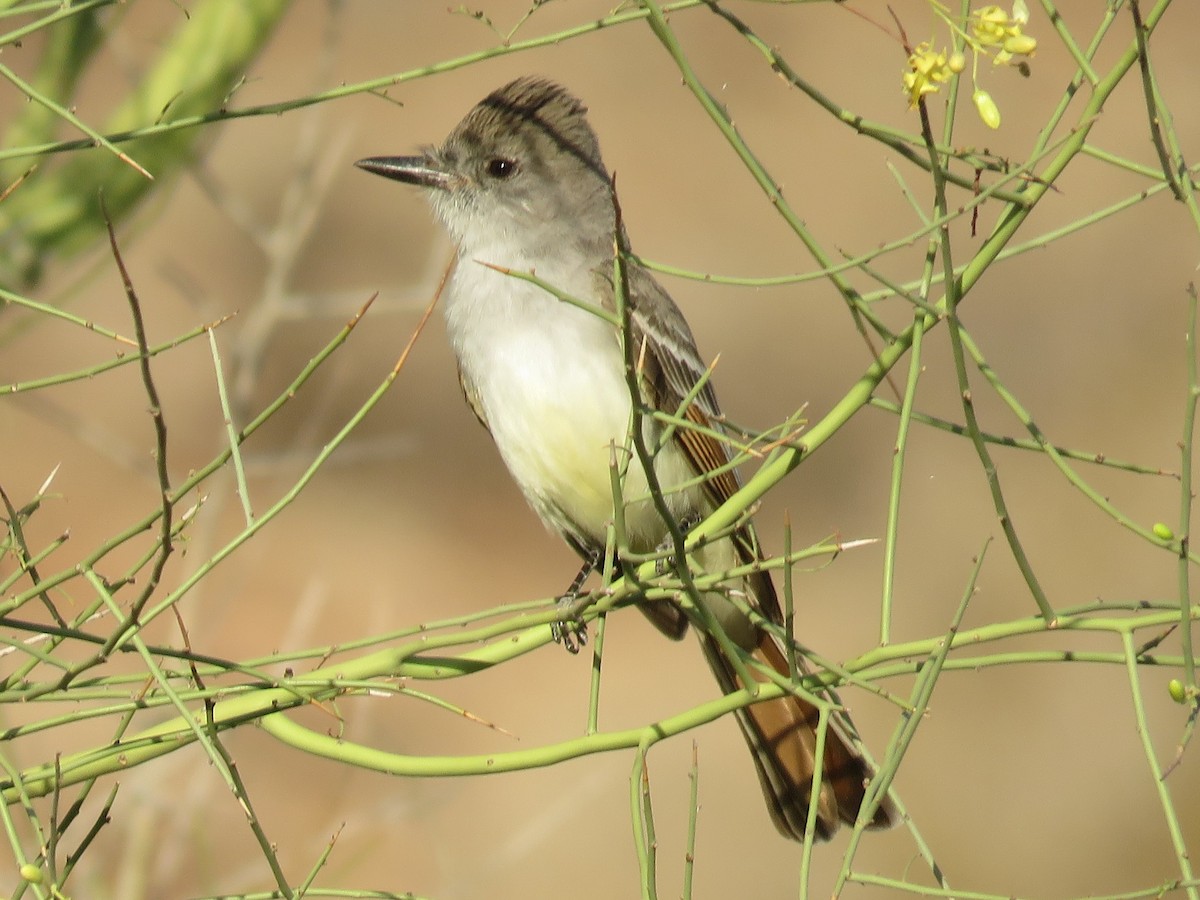 Ash-throated Flycatcher - Don Witter