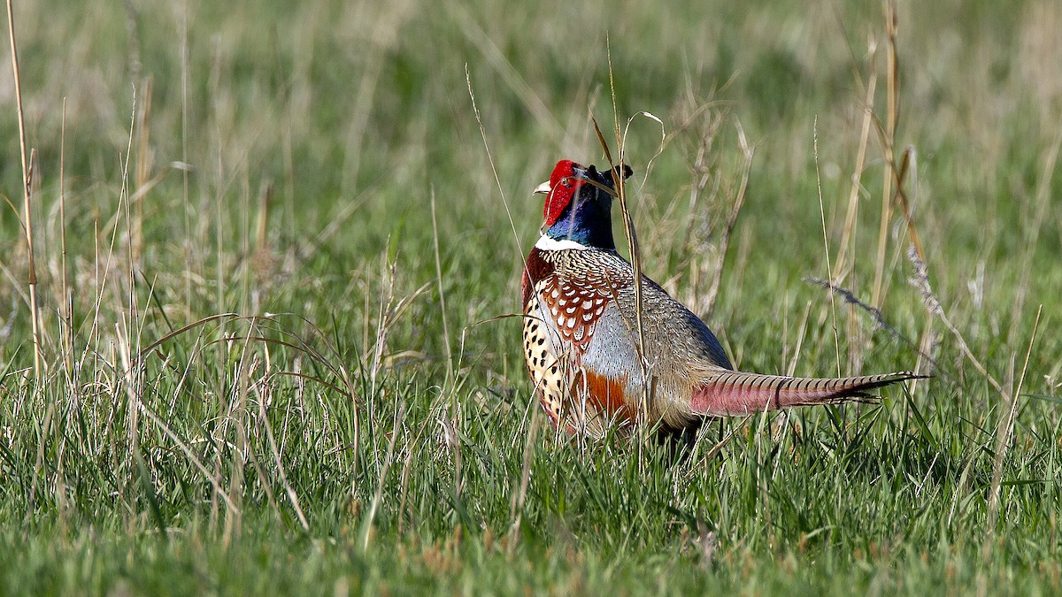 Ring-necked Pheasant - ML98921301