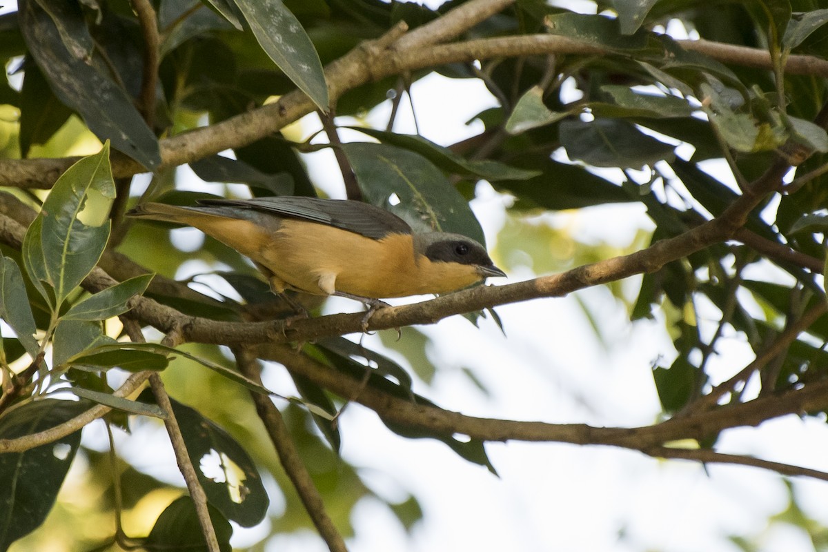 Fawn-breasted Tanager - ML98922001
