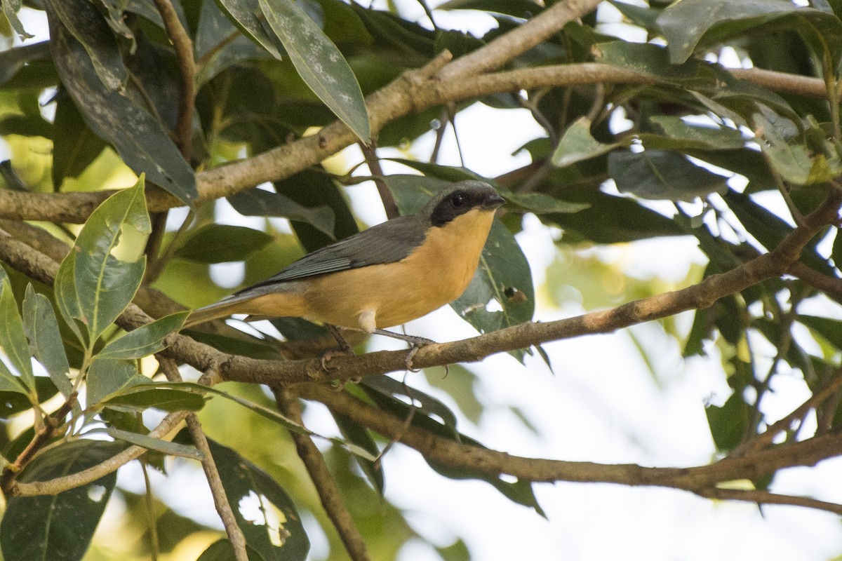 Fawn-breasted Tanager - ML98922021