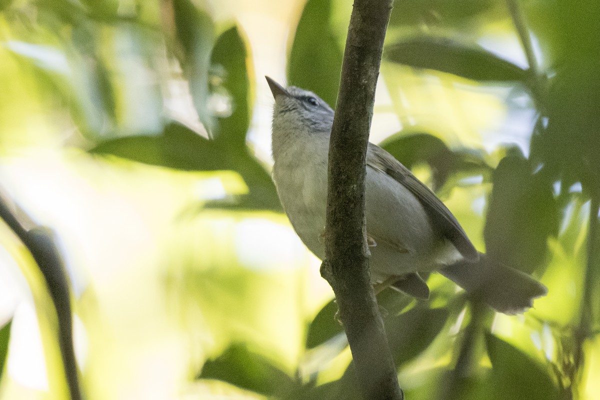 Golden-crowned Warbler (White-bellied) - ML98922381