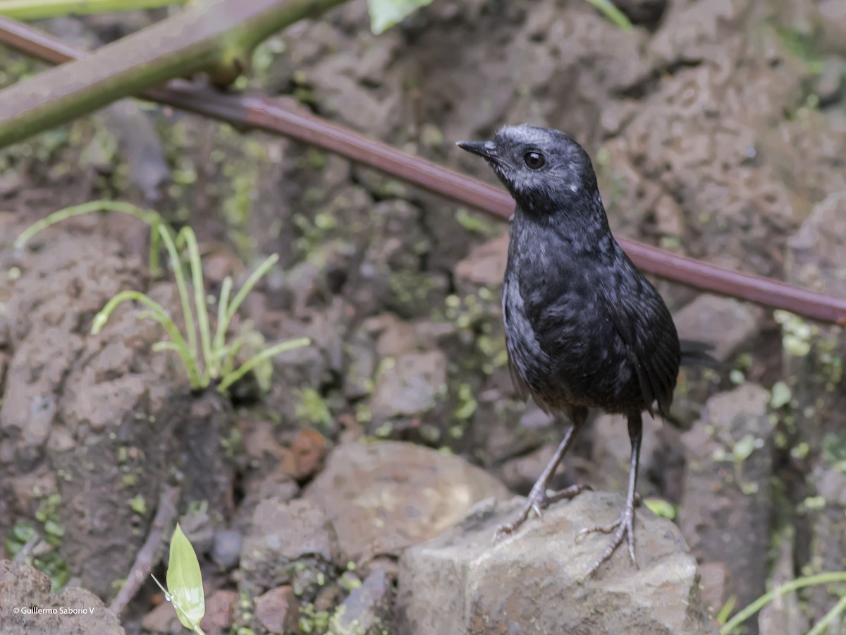 Silvery-fronted Tapaculo - ML98922671