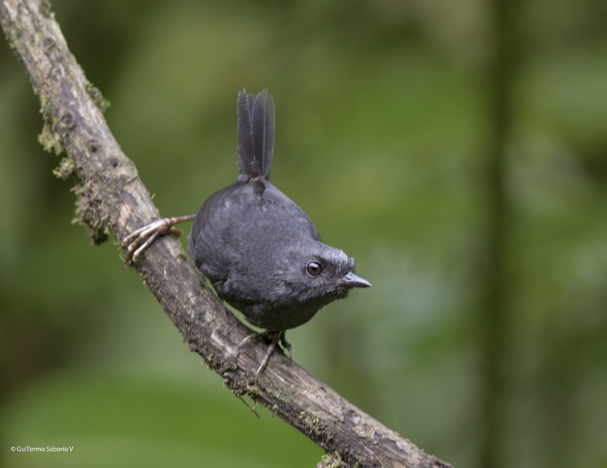Silvery-fronted Tapaculo - ML98922721