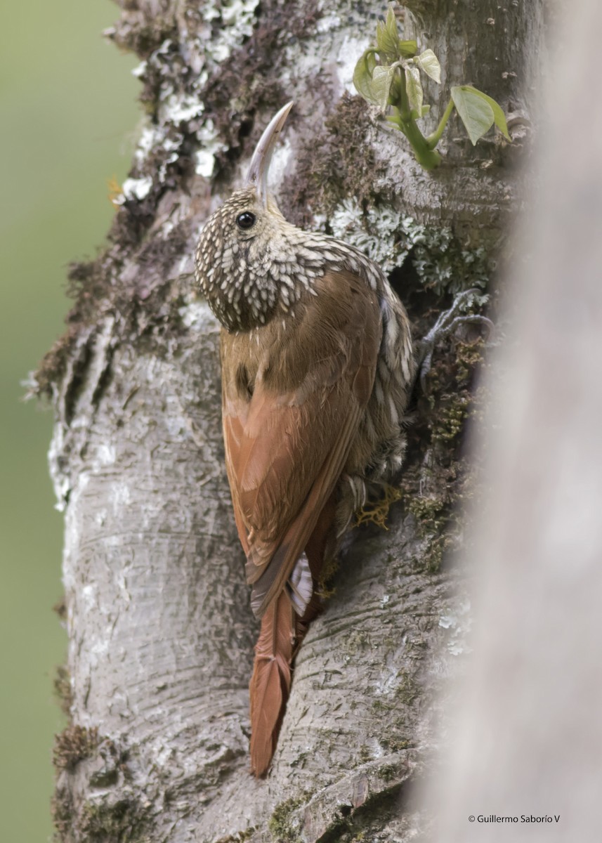 Spot-crowned Woodcreeper - ML98923231