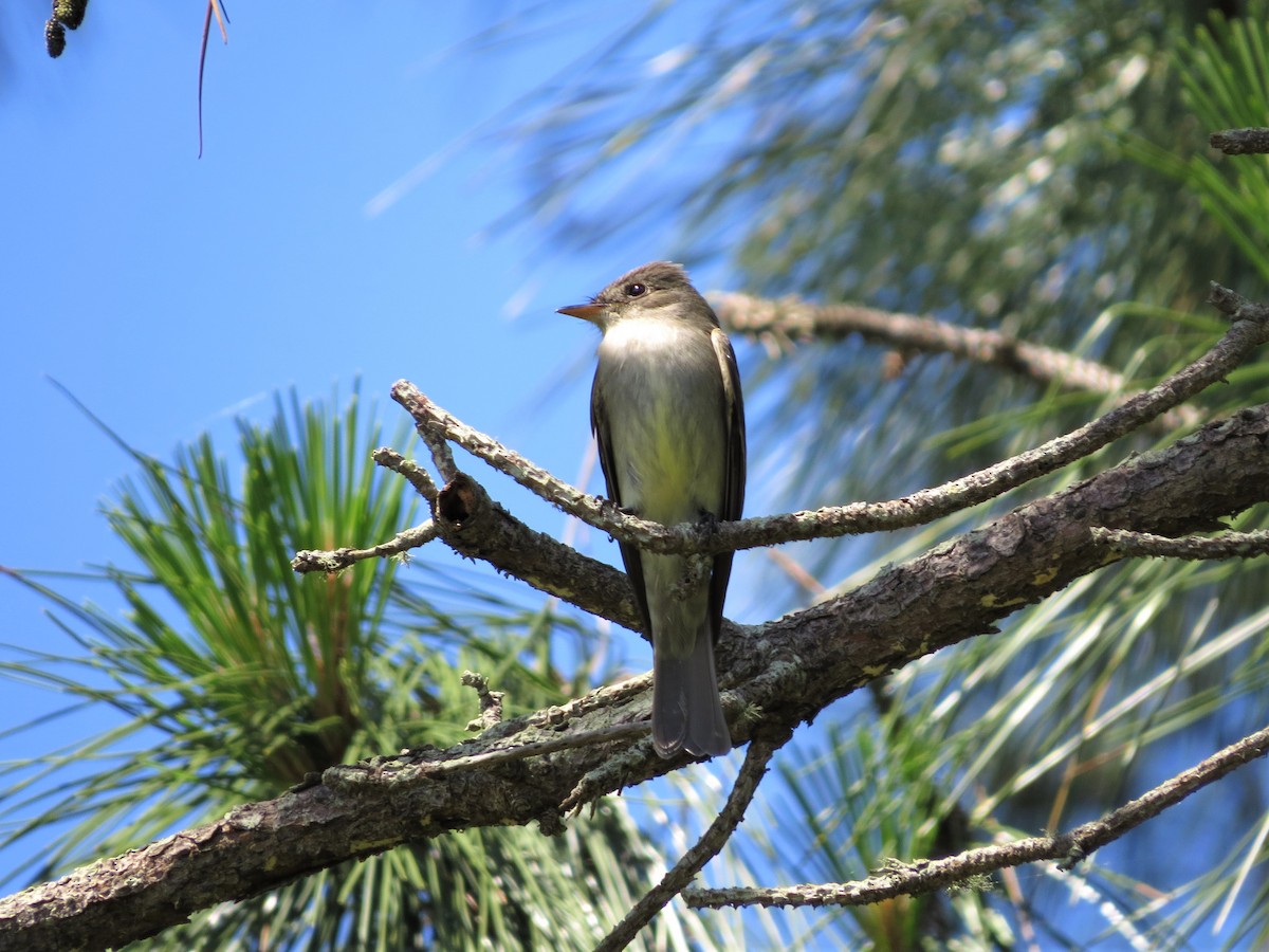 Eastern Wood-Pewee - Dominic Le Croissette