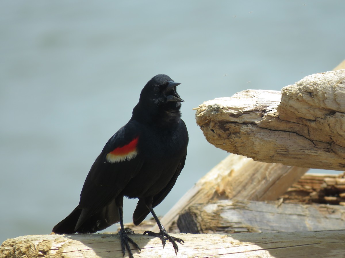 Red-winged Blackbird - Cole DiFabio
