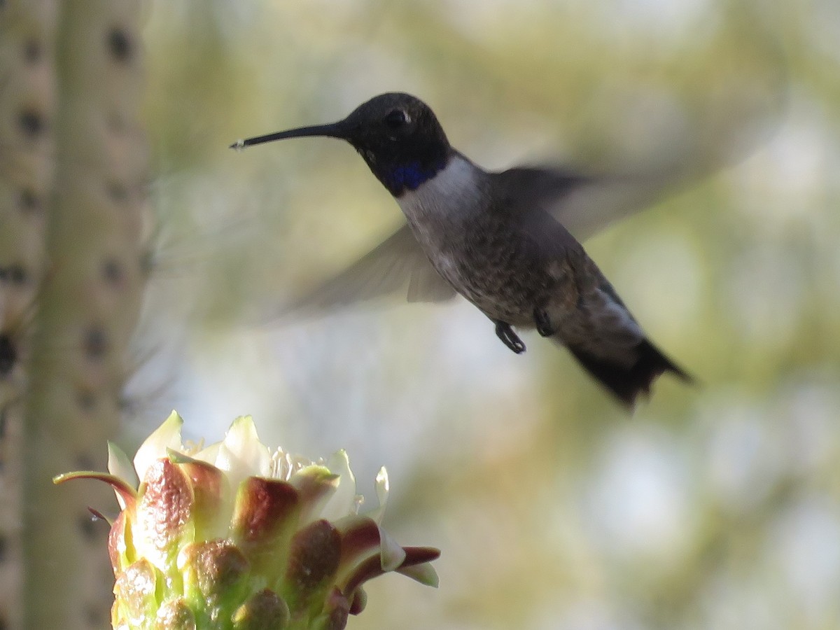Black-chinned Hummingbird - Don Witter