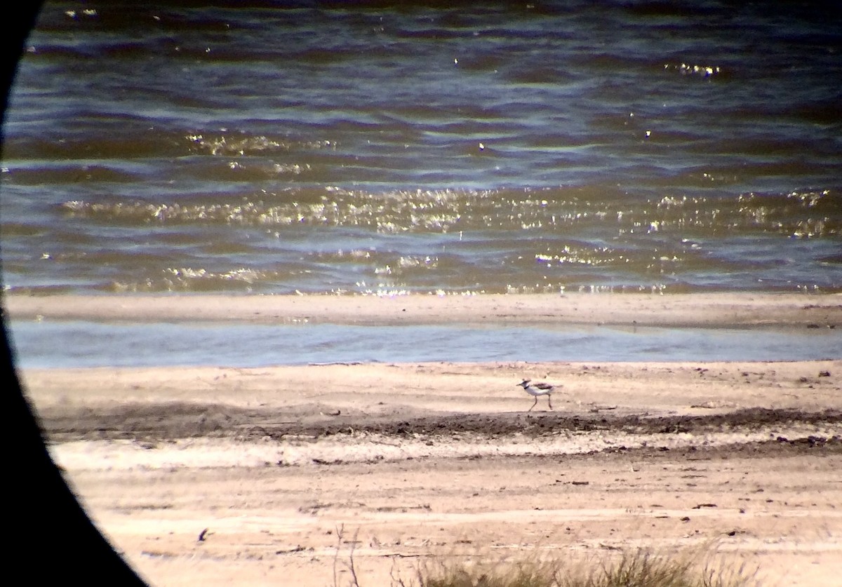 Collared Plover - ML98931921
