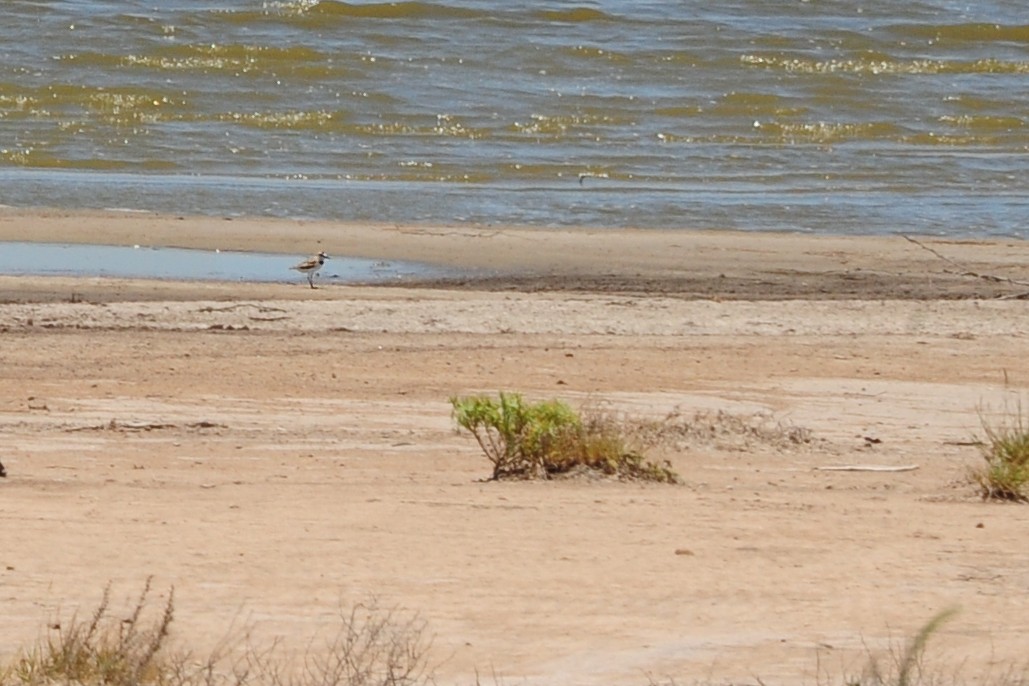 Collared Plover - ML98932061