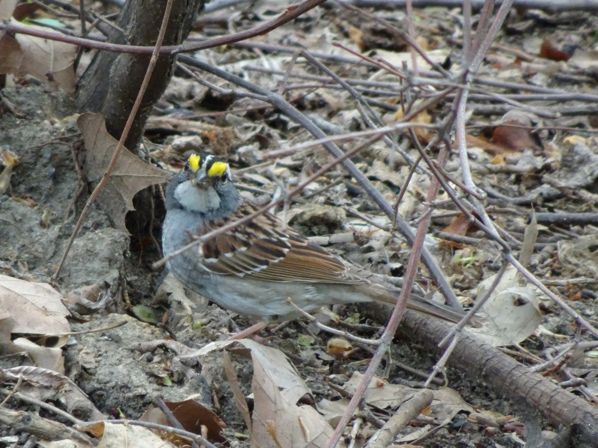 White-throated Sparrow - Farokh Jamalyaria