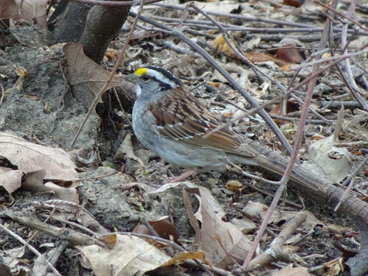 White-throated Sparrow - ML98934041