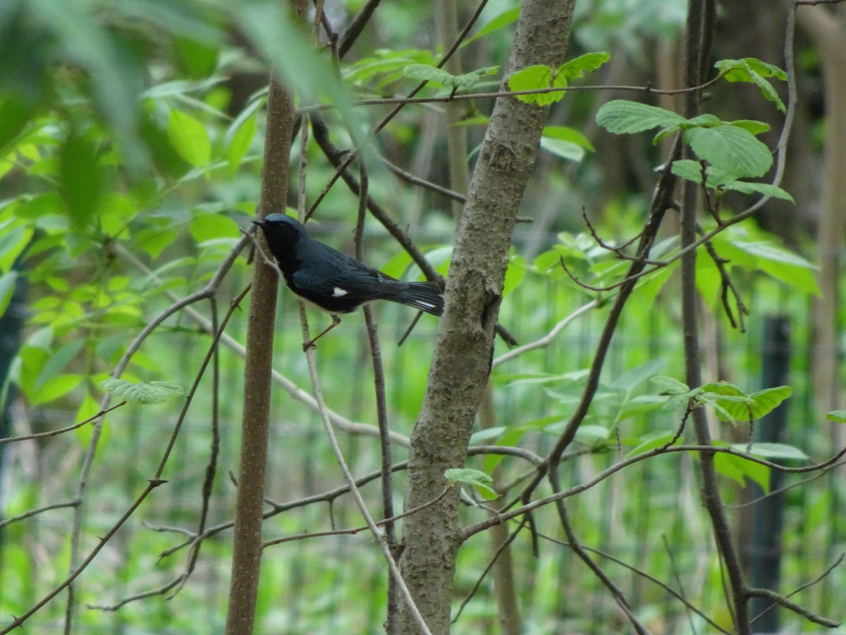 Black-throated Blue Warbler - Farokh Jamalyaria