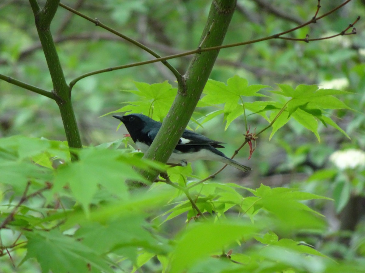 Black-throated Blue Warbler - ML98934981